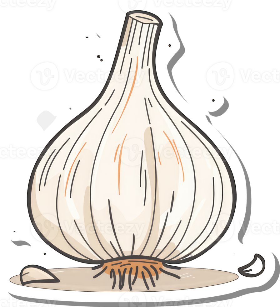 A single bulb of garlic with roots and cloves png