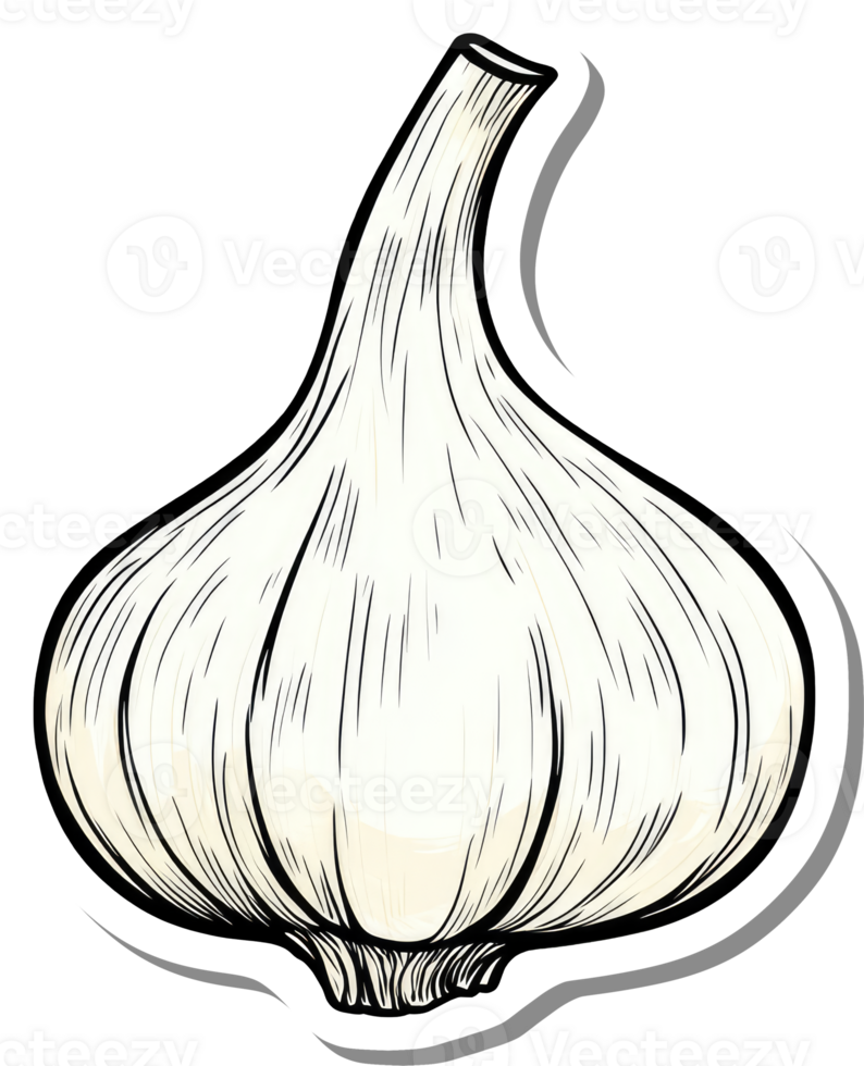 A Single Bulb Of Garlic Is Illustrated In Detail png