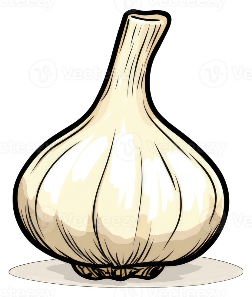 A Single Bulb Of Garlic Is Illustrated png