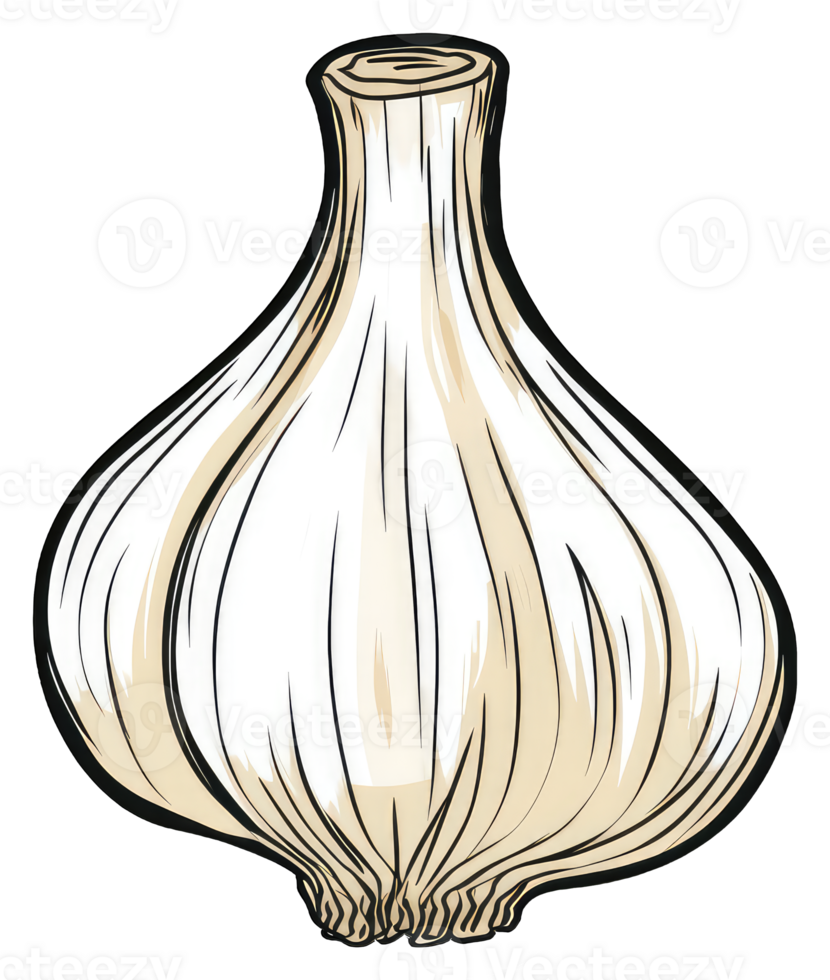 A single bulb of garlic is shown in detail png