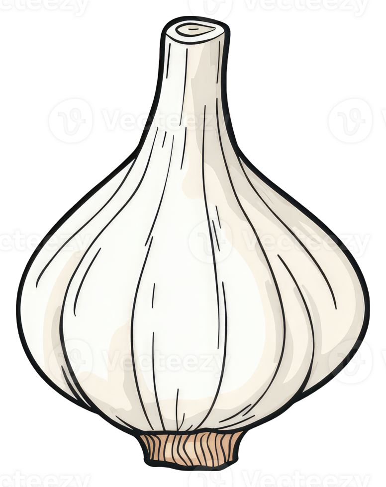 Single bulb of garlic illustration shown png