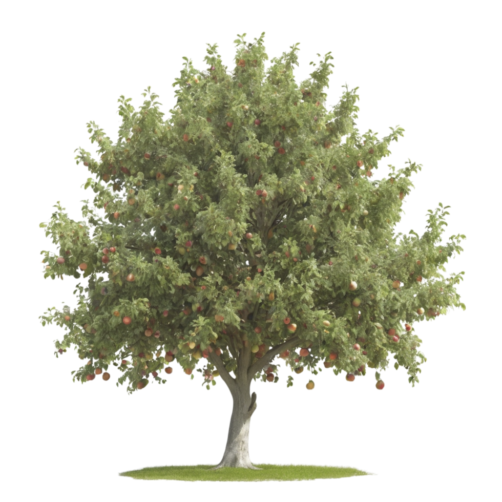 An apple tree with many apples on it png