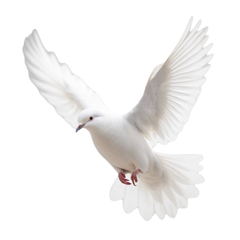 A white dove is flying in the air png