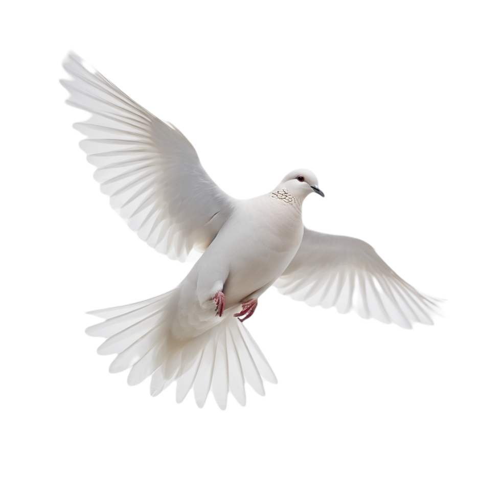 A white dove is flying in the air png