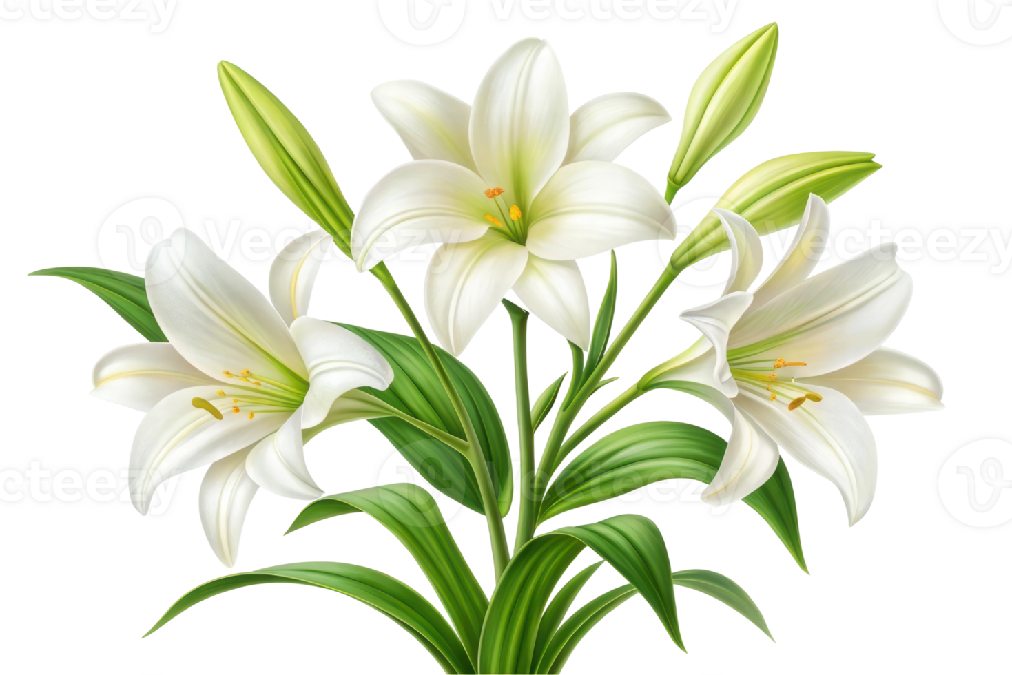 Elegant white lilies in bloom png