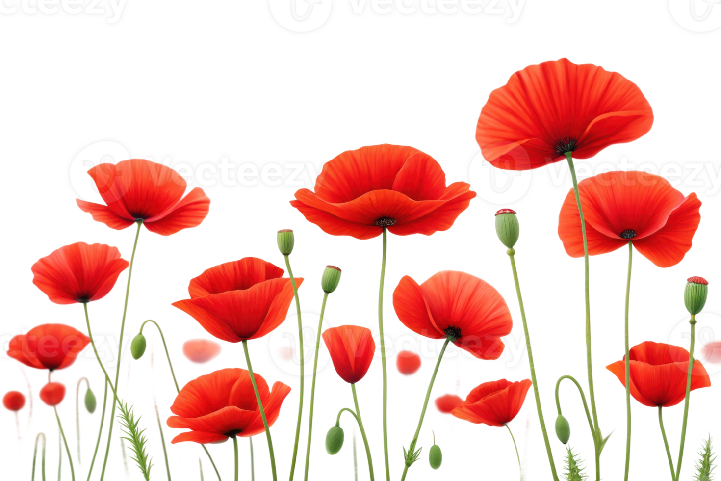 Bright red poppies bloom on white png