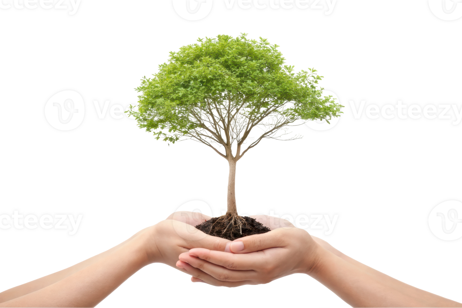 Hands nurturing a young tree symbolizing growth png