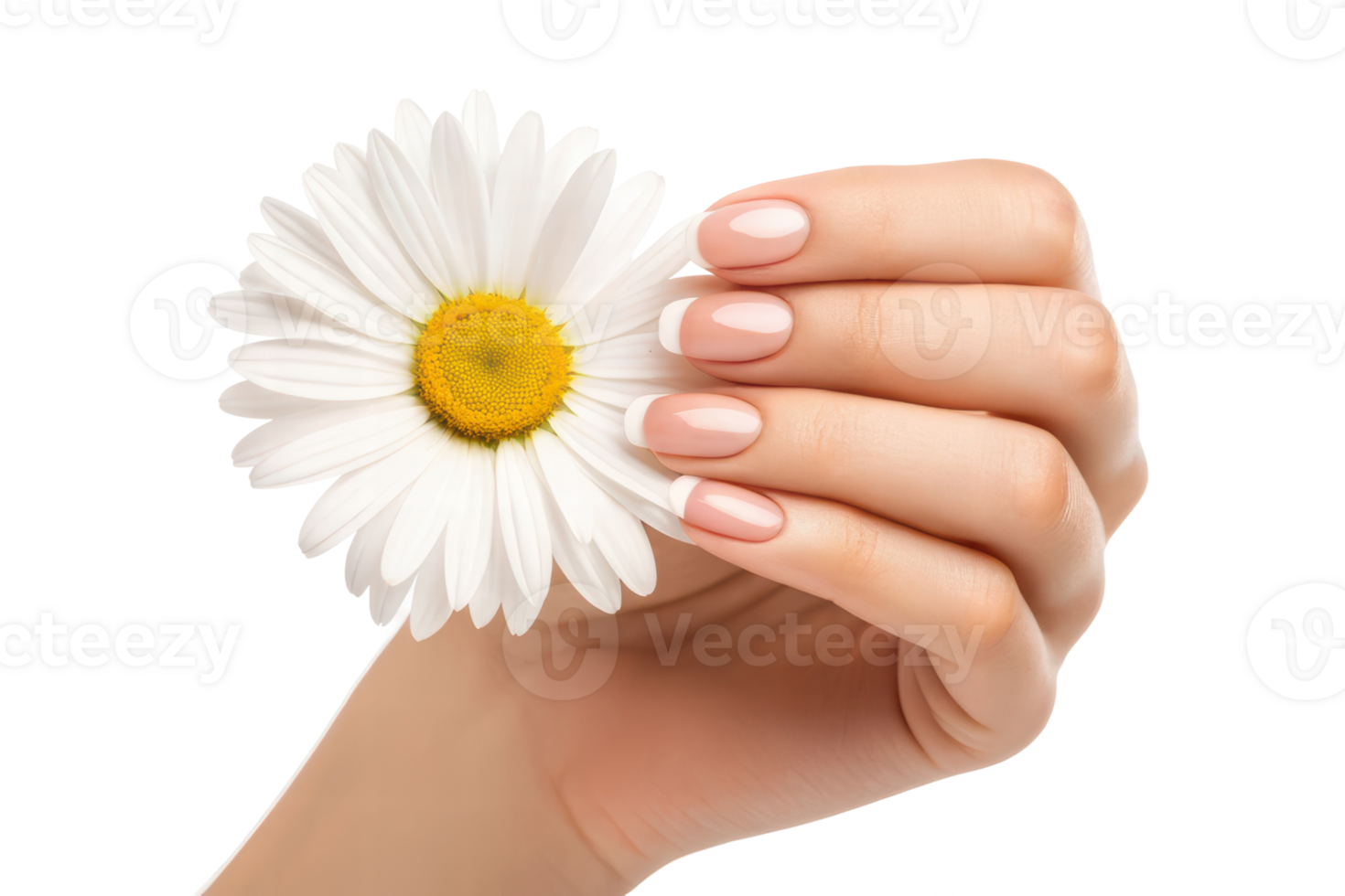 Holding a daisy with a soft manicure png