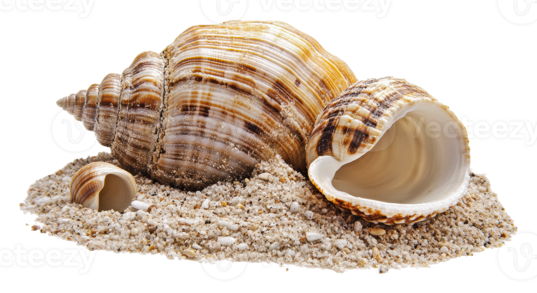 Shells resting on sandy beach shore png