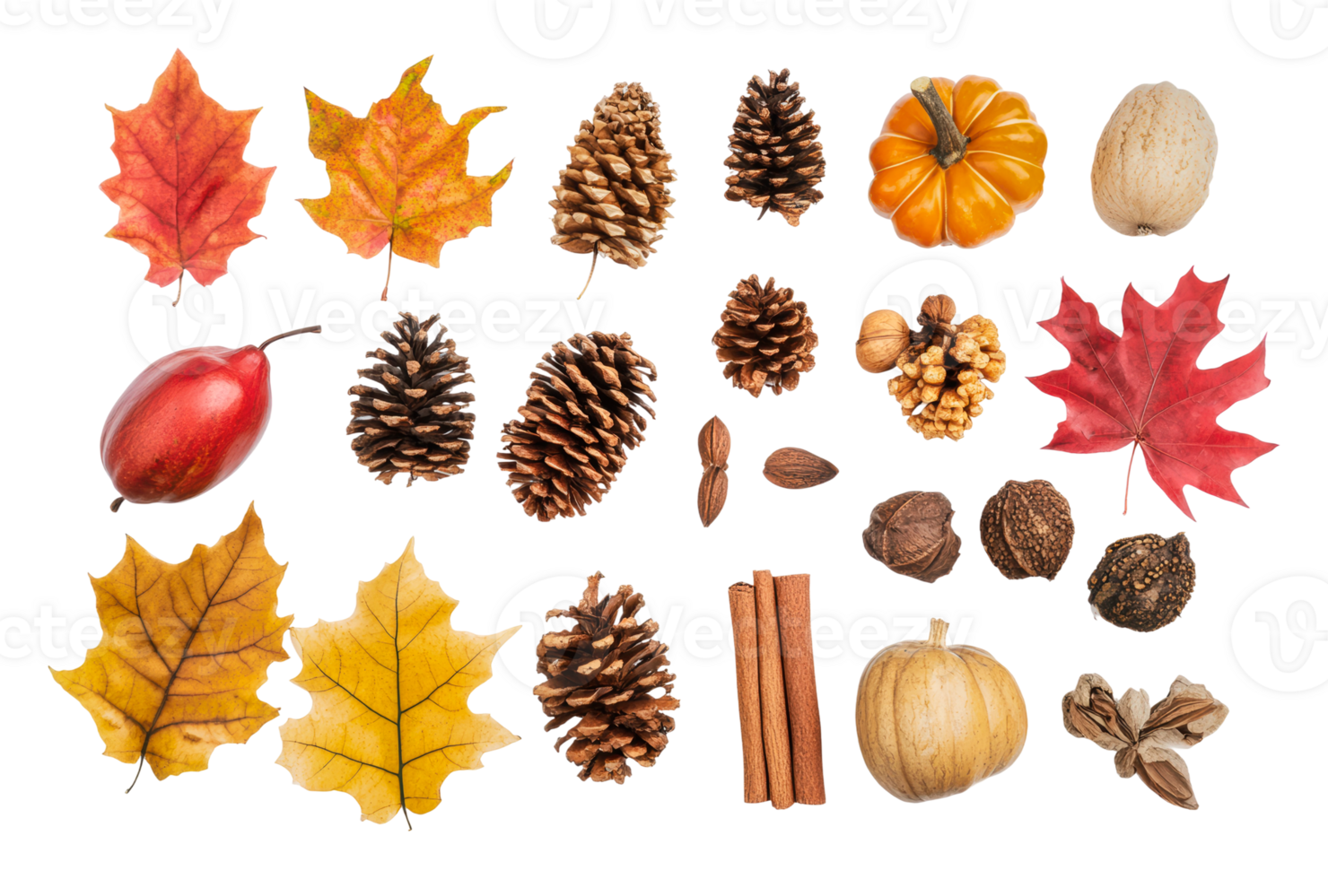 Autumn leaves and seasonal decor png