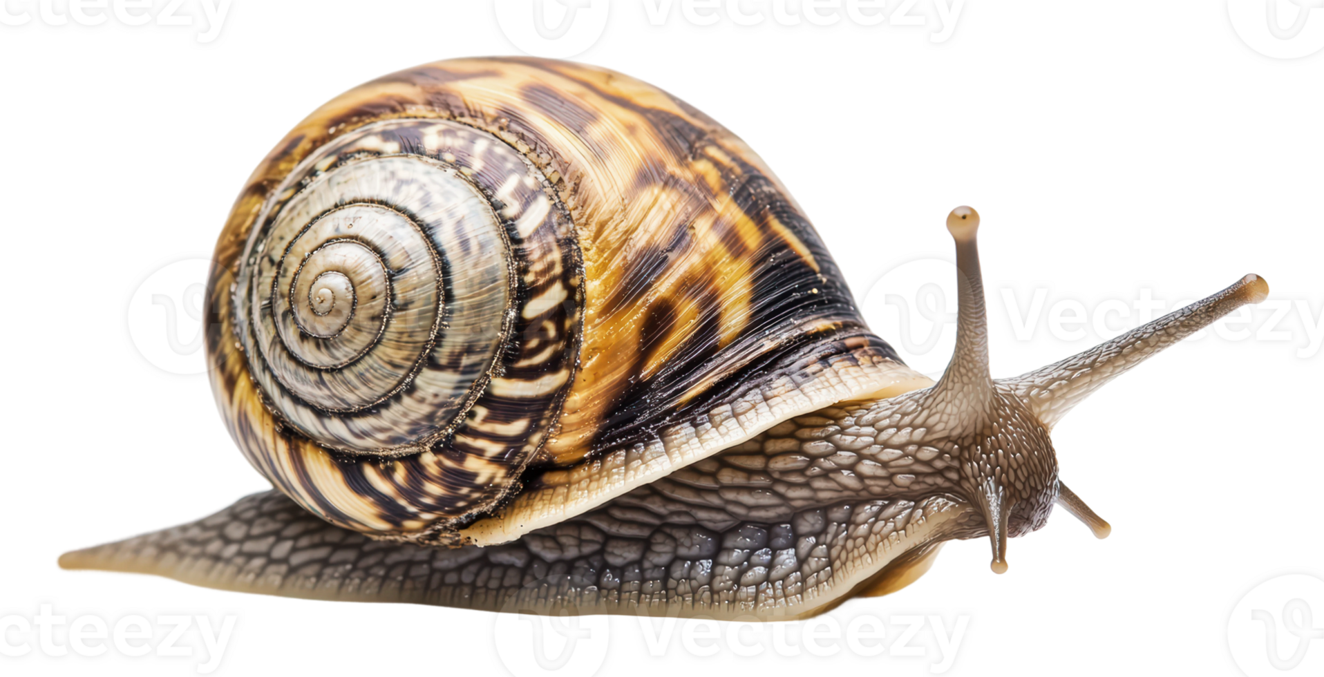 Snail gliding on a smooth surface in close-up png