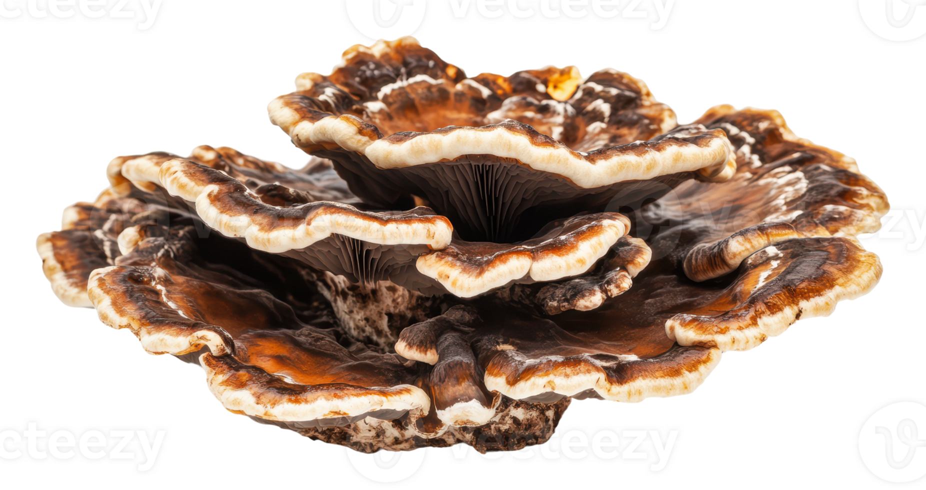 Unique mushroom specimen found in a forest setting png