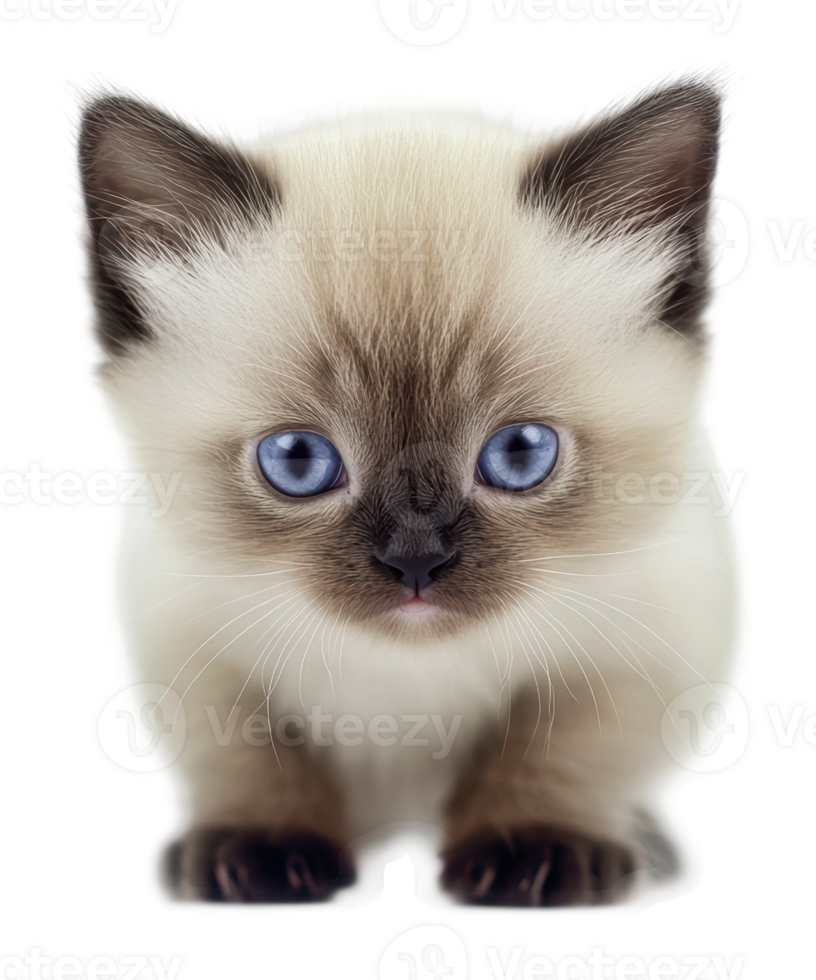 Blue-eyed kitten exploring png