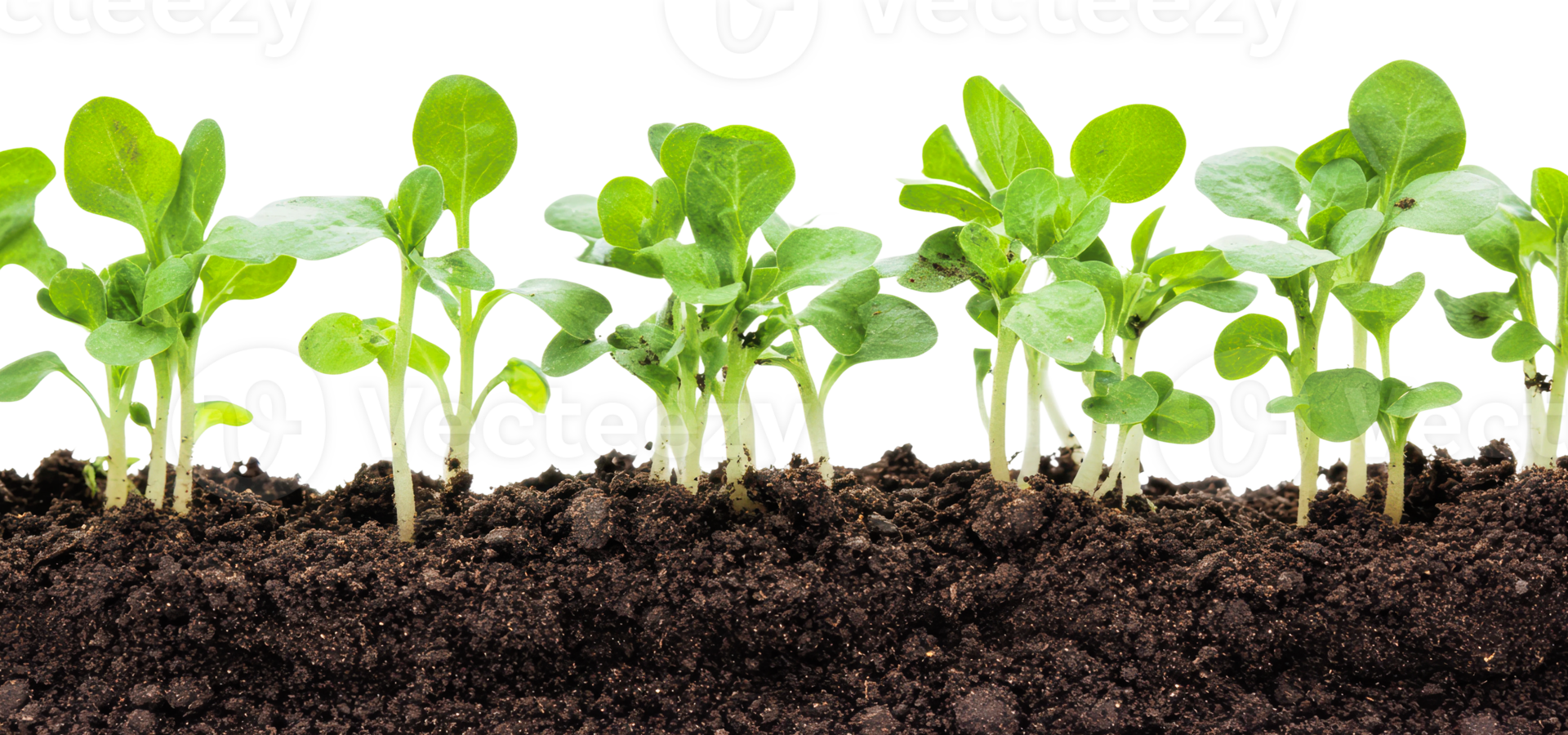 Young seedlings growing in rich soil in sunlight png