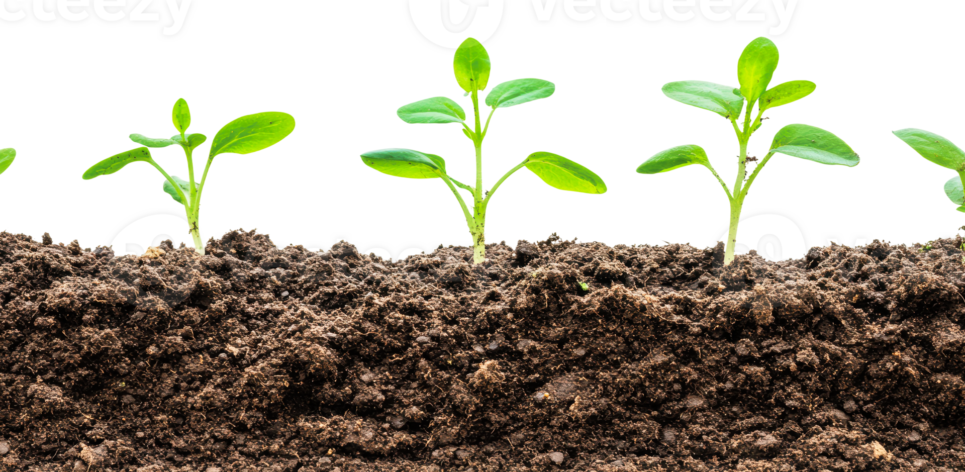 New seedlings sprout from spring soil png