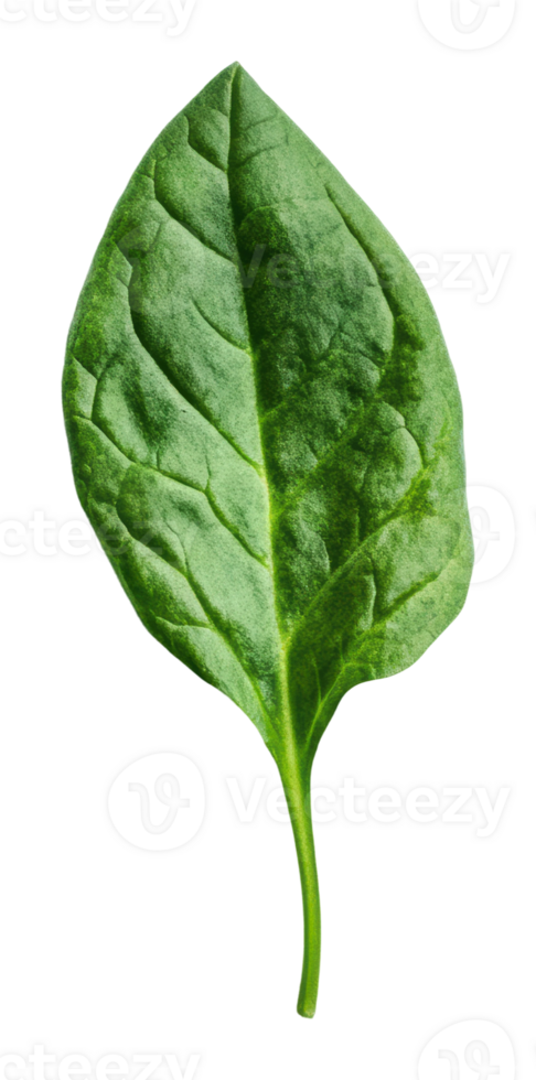 Fresh spinach leaf with natural texture png