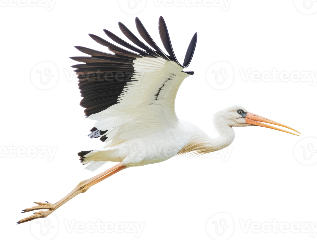 Stork in flight over a bright sky png