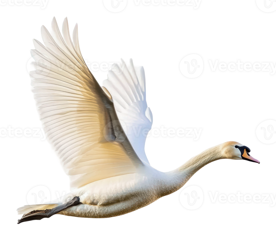 Majestic swan soaring gracefully through the sky png