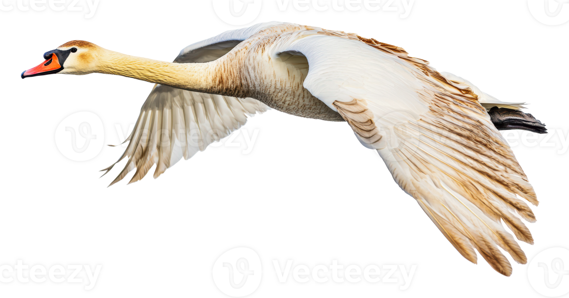 Swan in flight above a calm water surface png