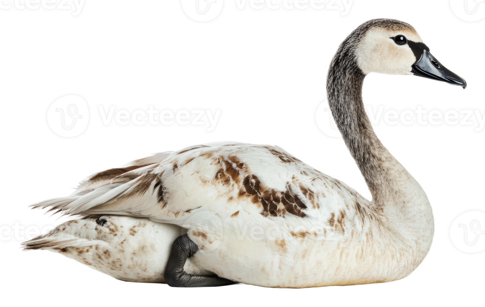 Swan resting on a white background during autumn png