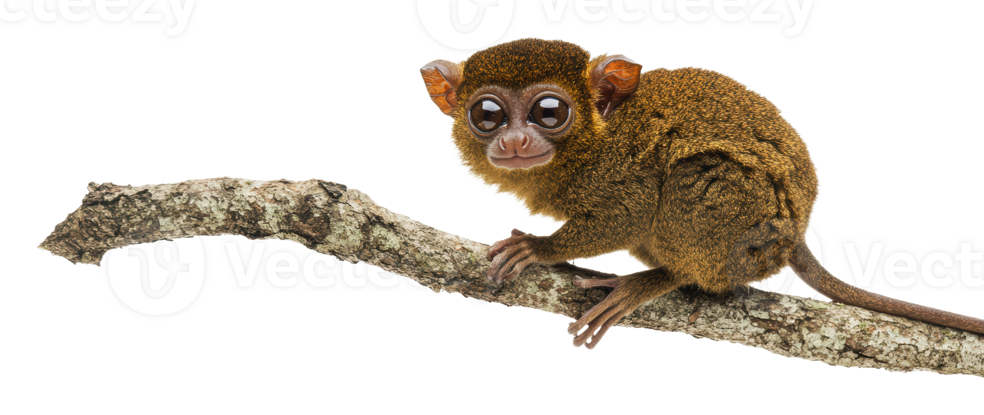 Small monkey perched on a branch in nature png