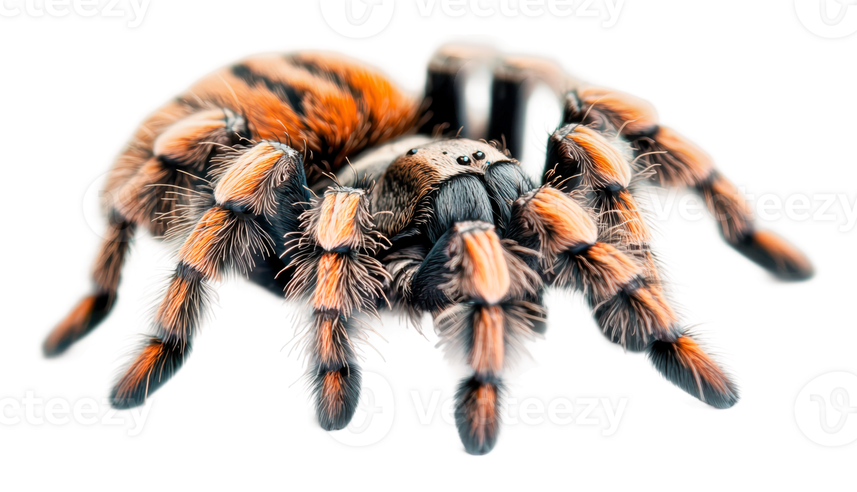 Vibrant tarantula on white background png