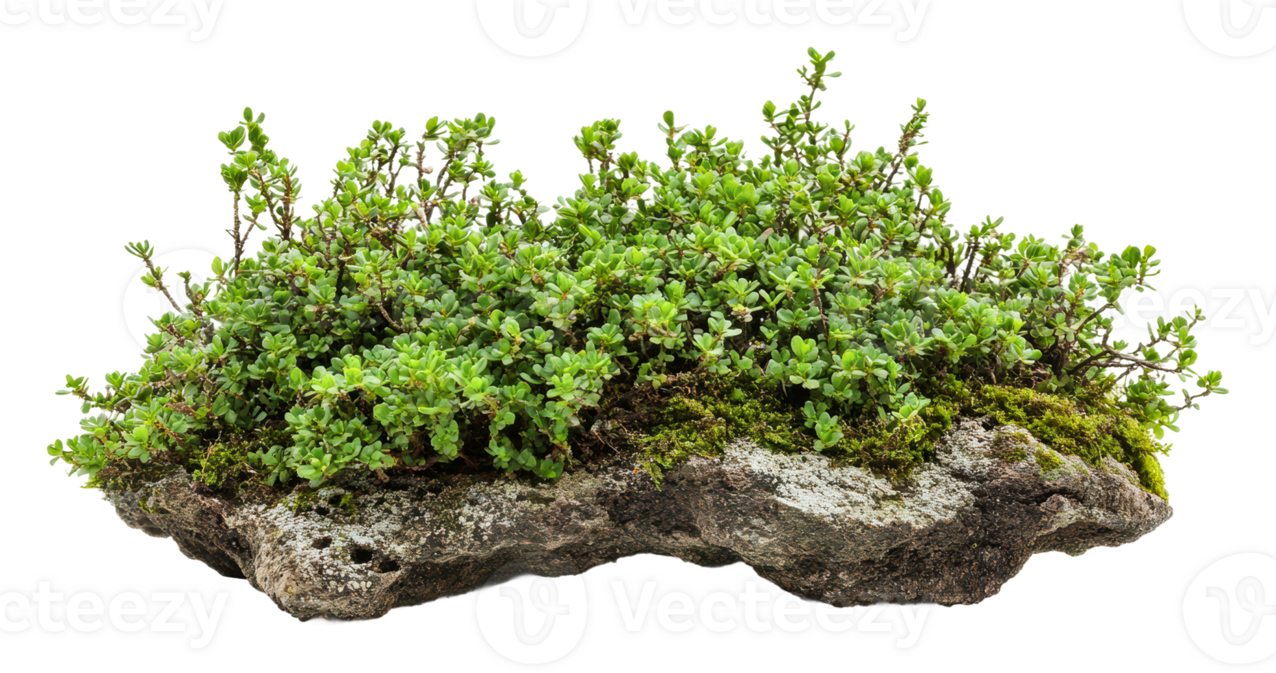 Beautifully arranged moss on a natural stone base png