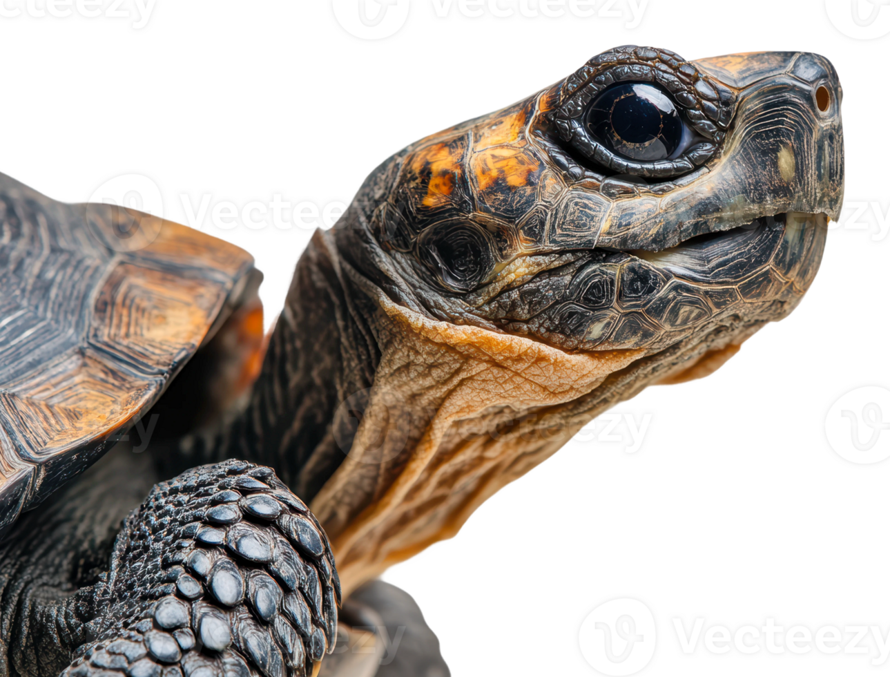 Focused portrait of a tortoise in bright light png