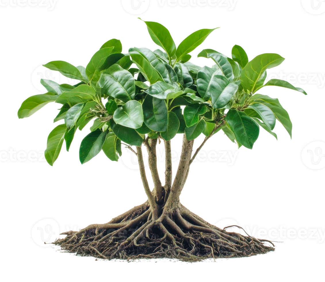 Unique plant with multiple roots and glossy leaves png
