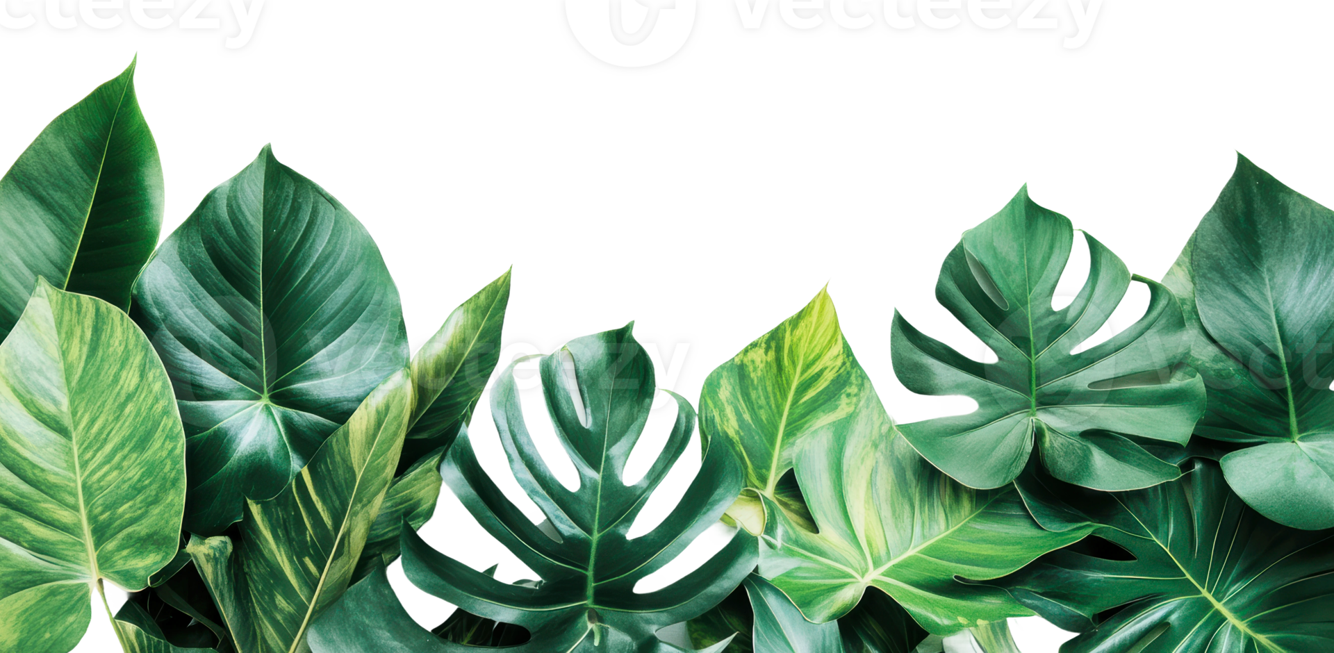 Green tropical leaves creating a lush backdrop png