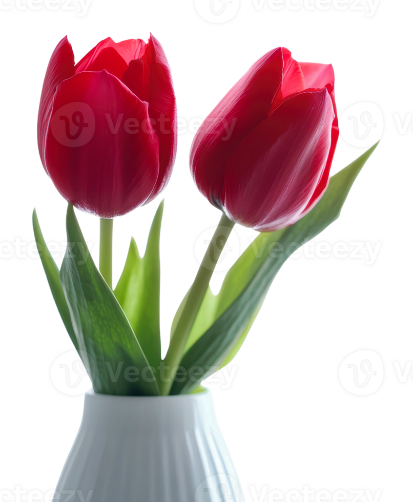 Bright red tulips in a white vase on display png