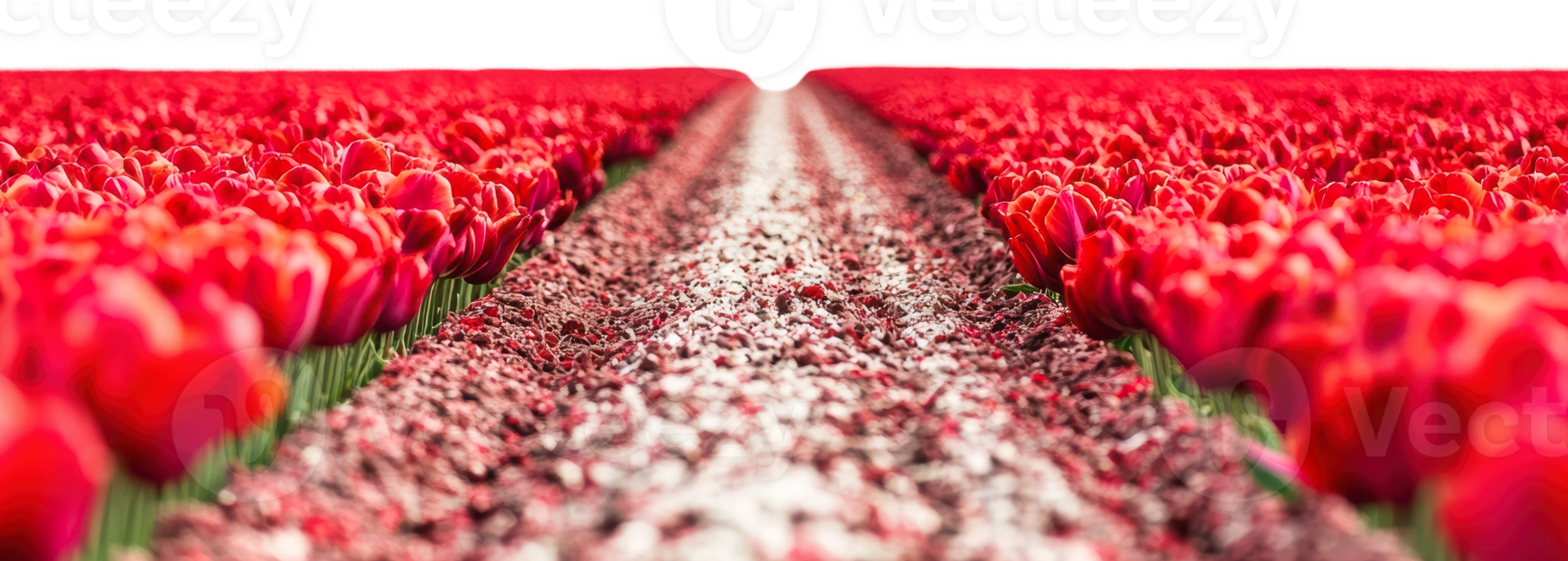 Vast fields of bright red tulips png