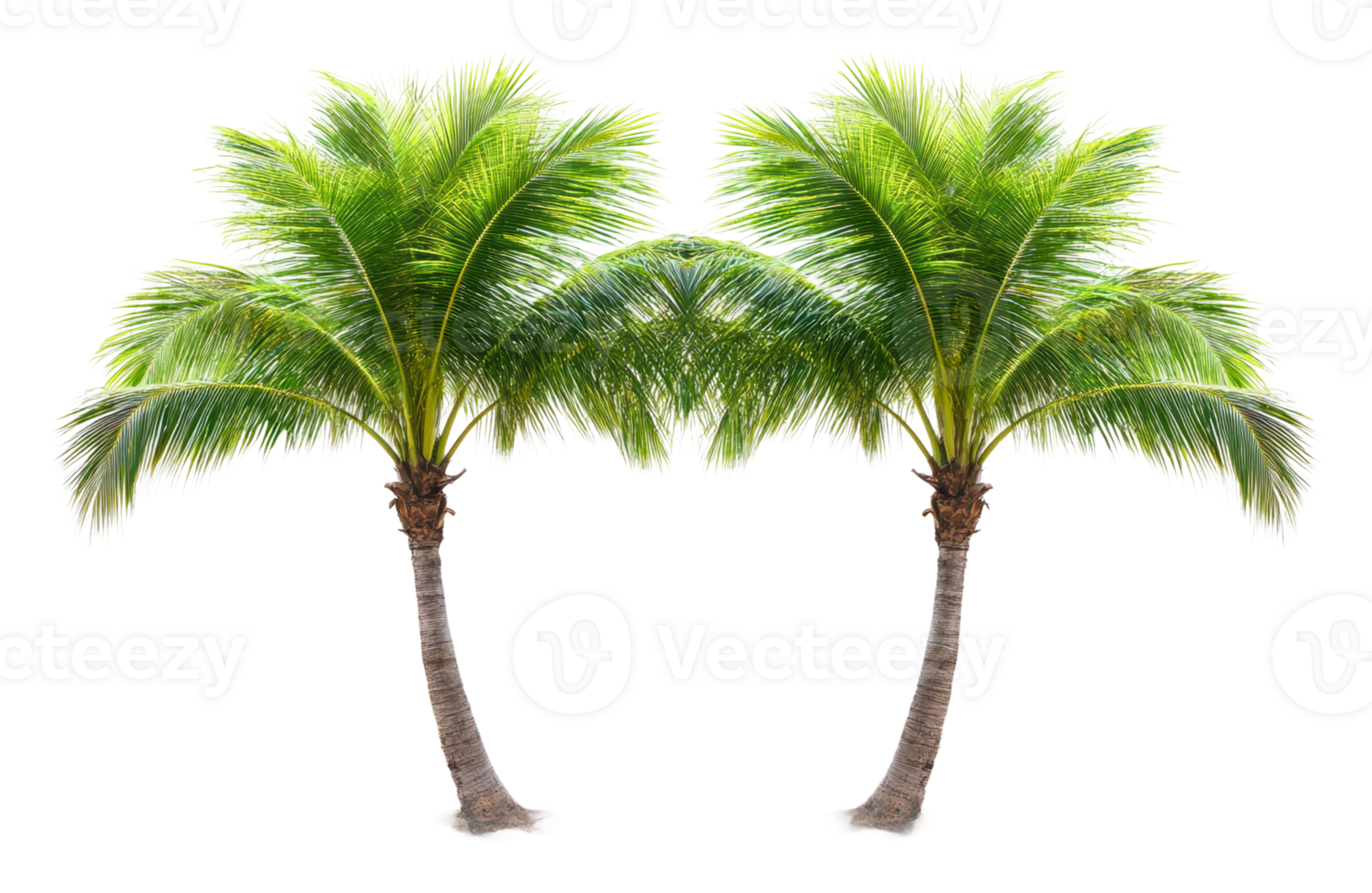 Twin palm trees against a white background png