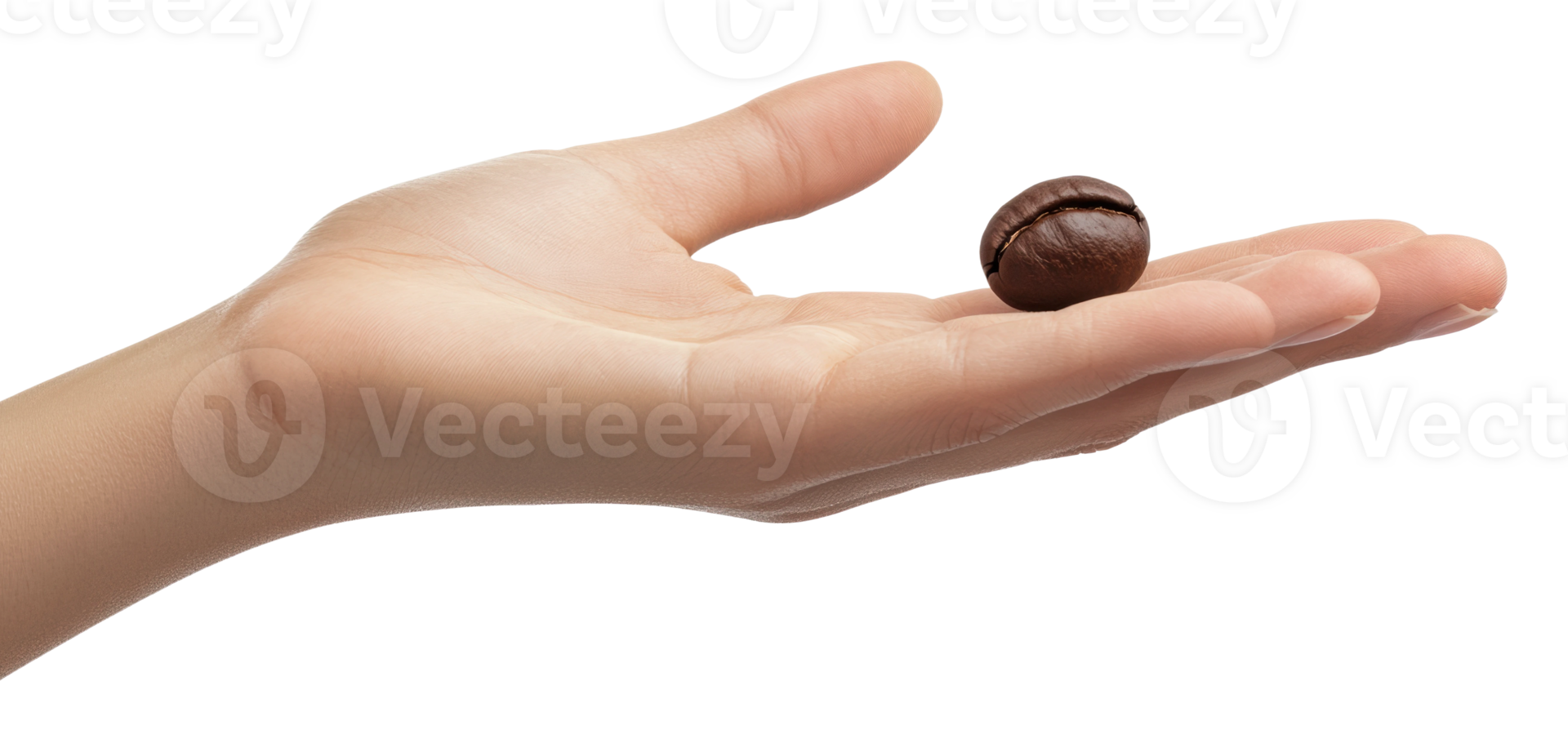 Hand holds a single coffee bean in a bright space png