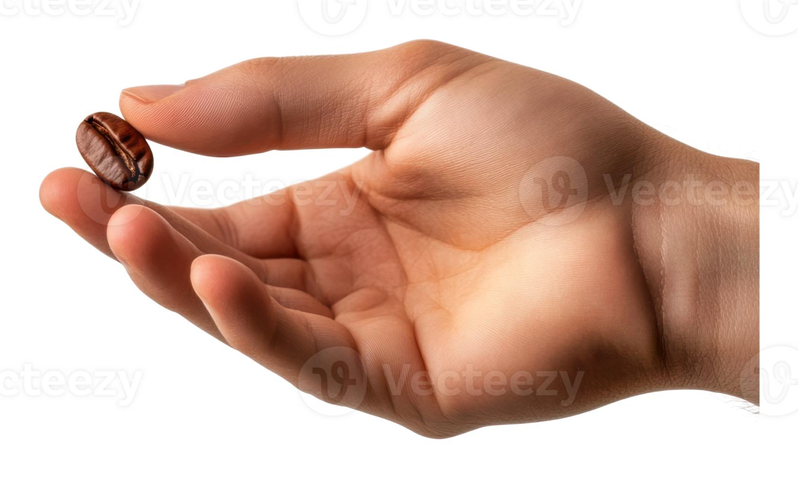 Holding a single coffee bean in a hand png
