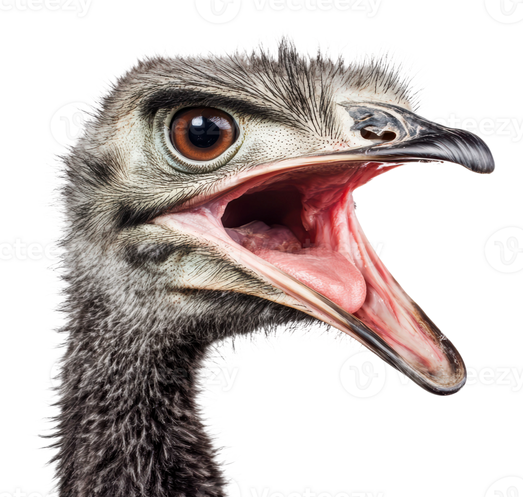 Ostrich displaying its large open beak vividly png
