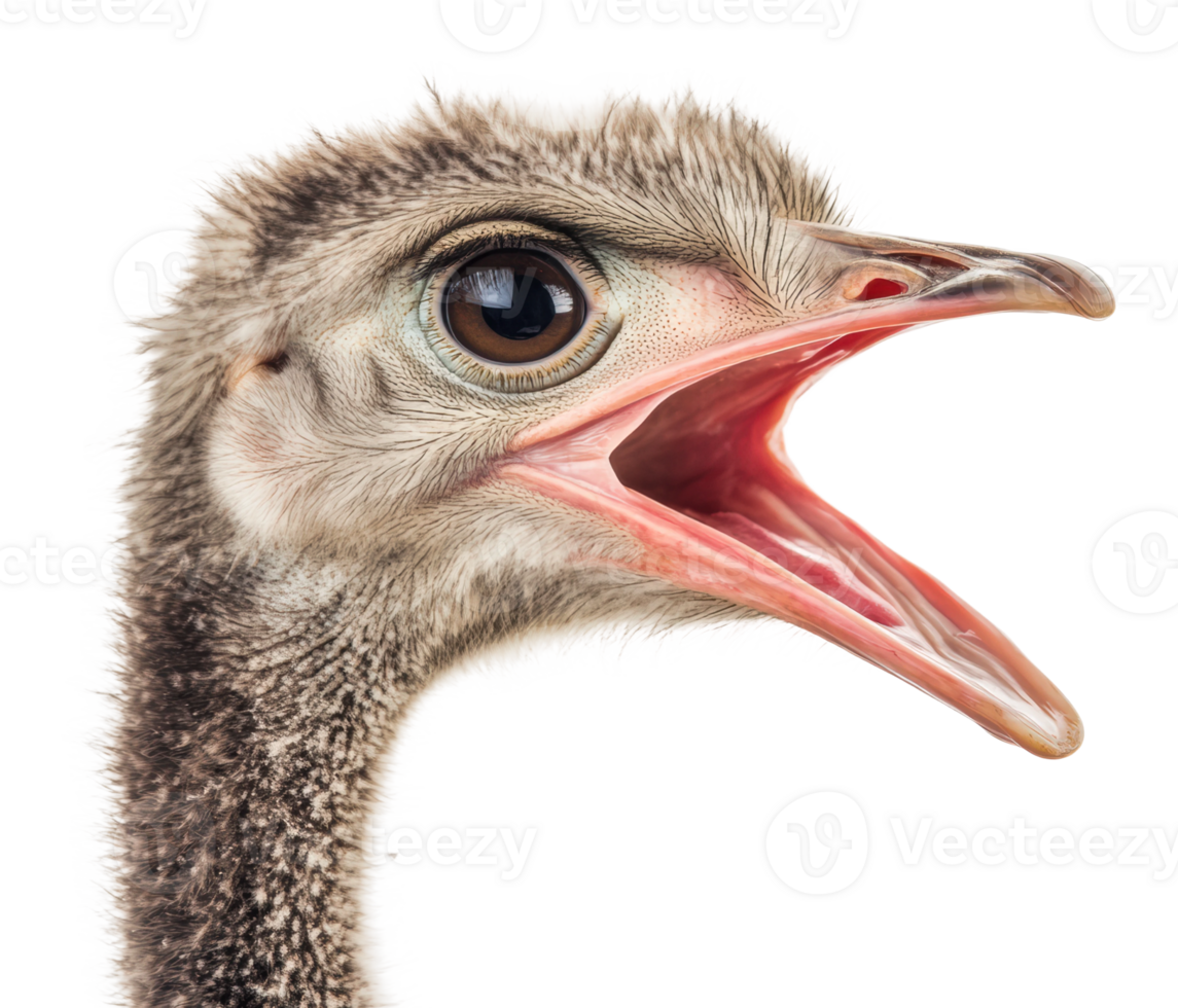 Curious ostrich in close-up shot png
