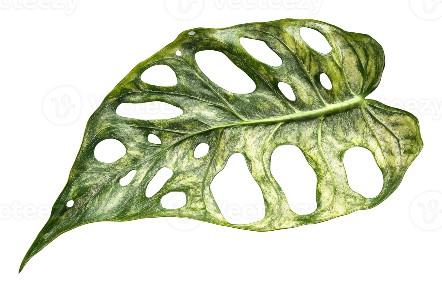 Monstera leaf with unique holes and textures png