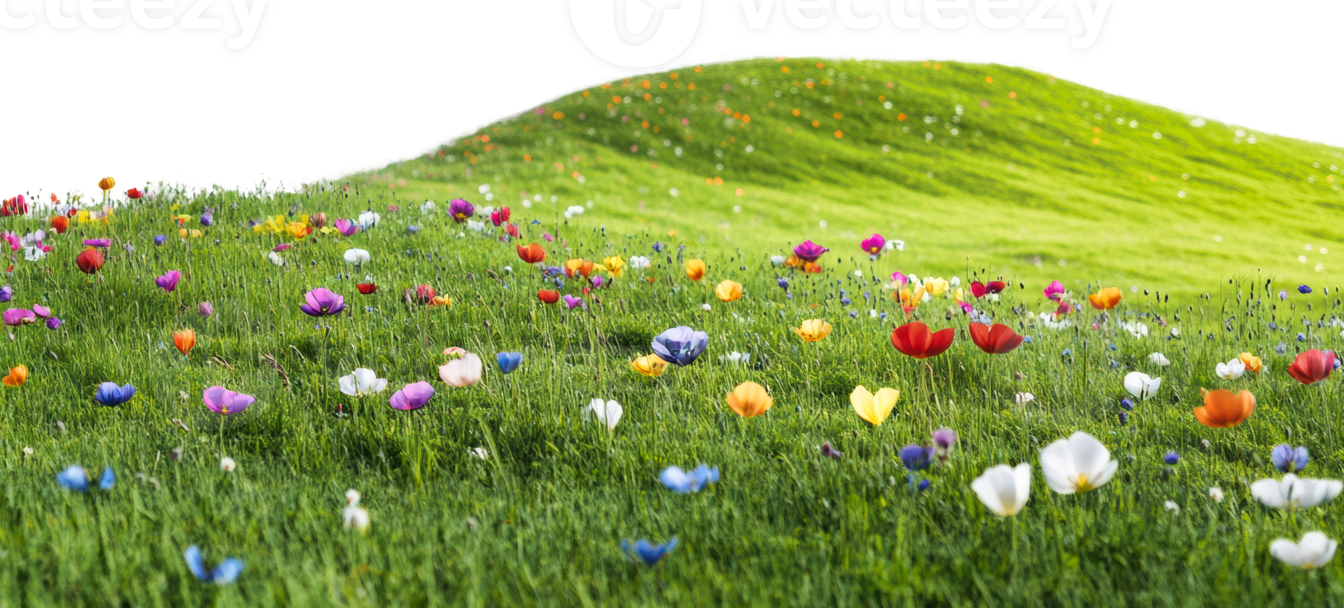 Colorful wildflowers bloom in spring hills png