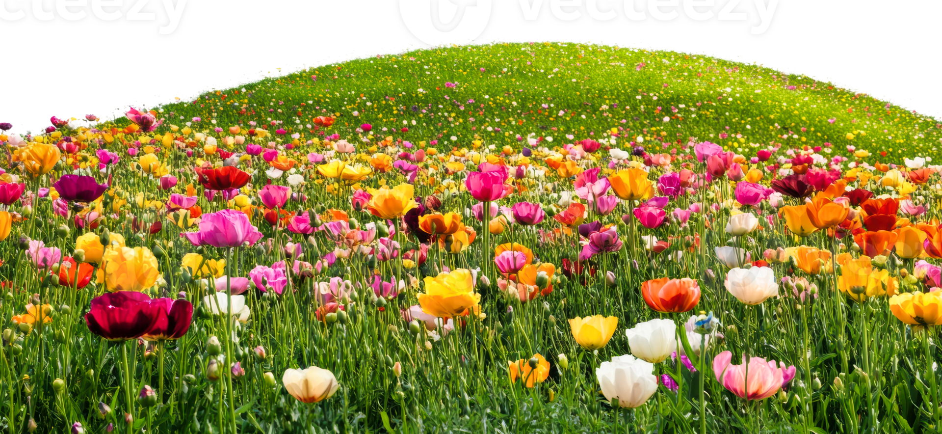 Colorful tulip field on a sunny day in spring png