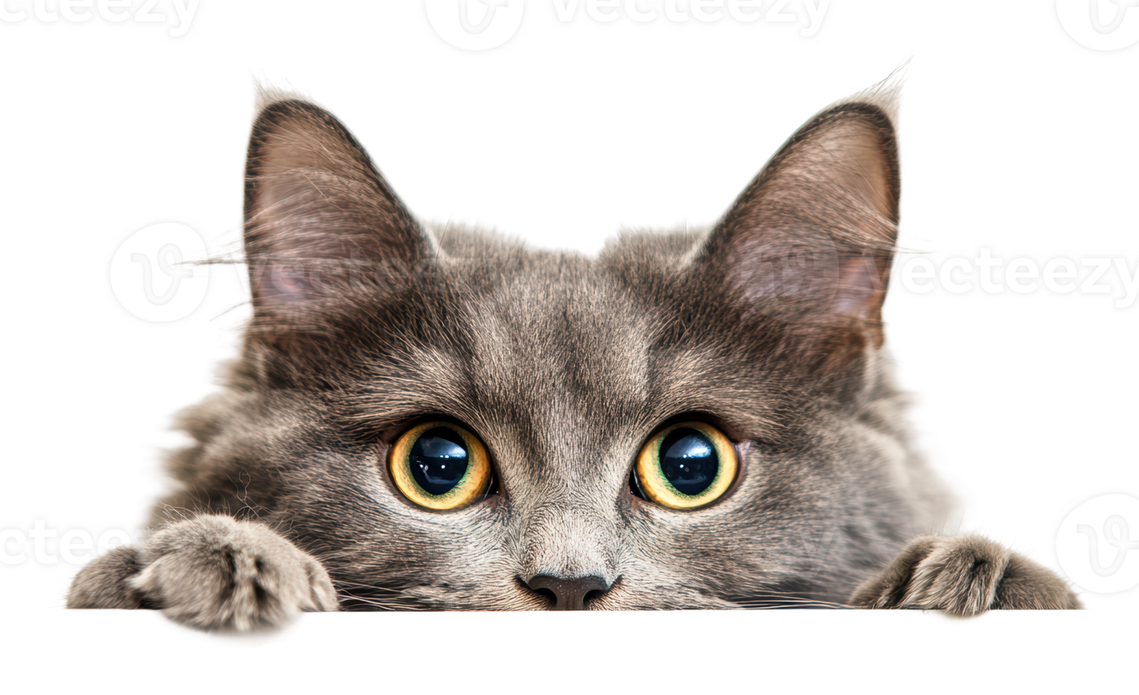 Curious gray cat peeking over a surface png