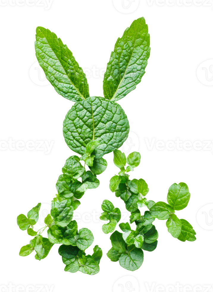 Do Rabbits Like Mint Plants