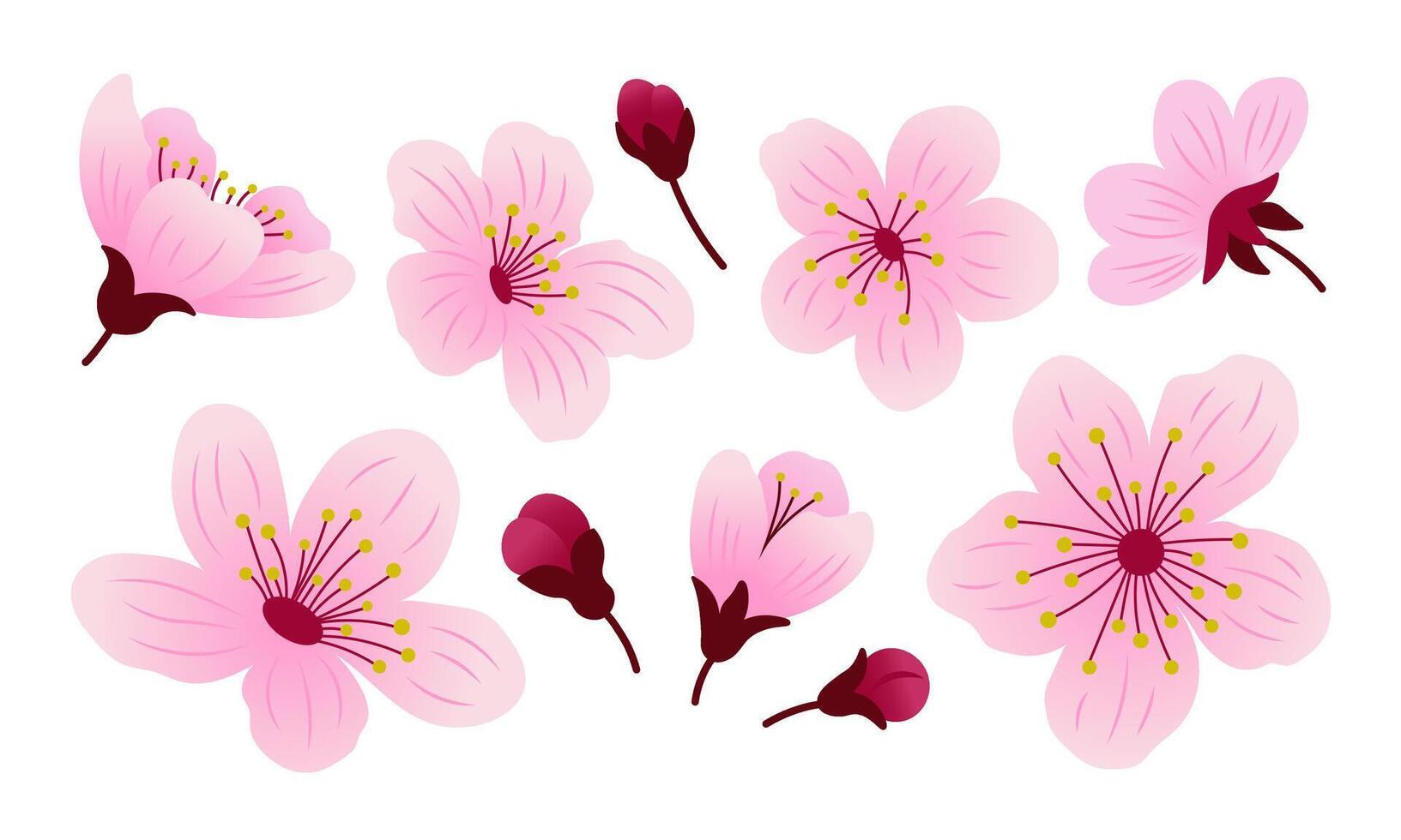 Set of sakura flowers and buds. Spring cherry bloom blossom, isolated elements. Botanical design illustration. vector