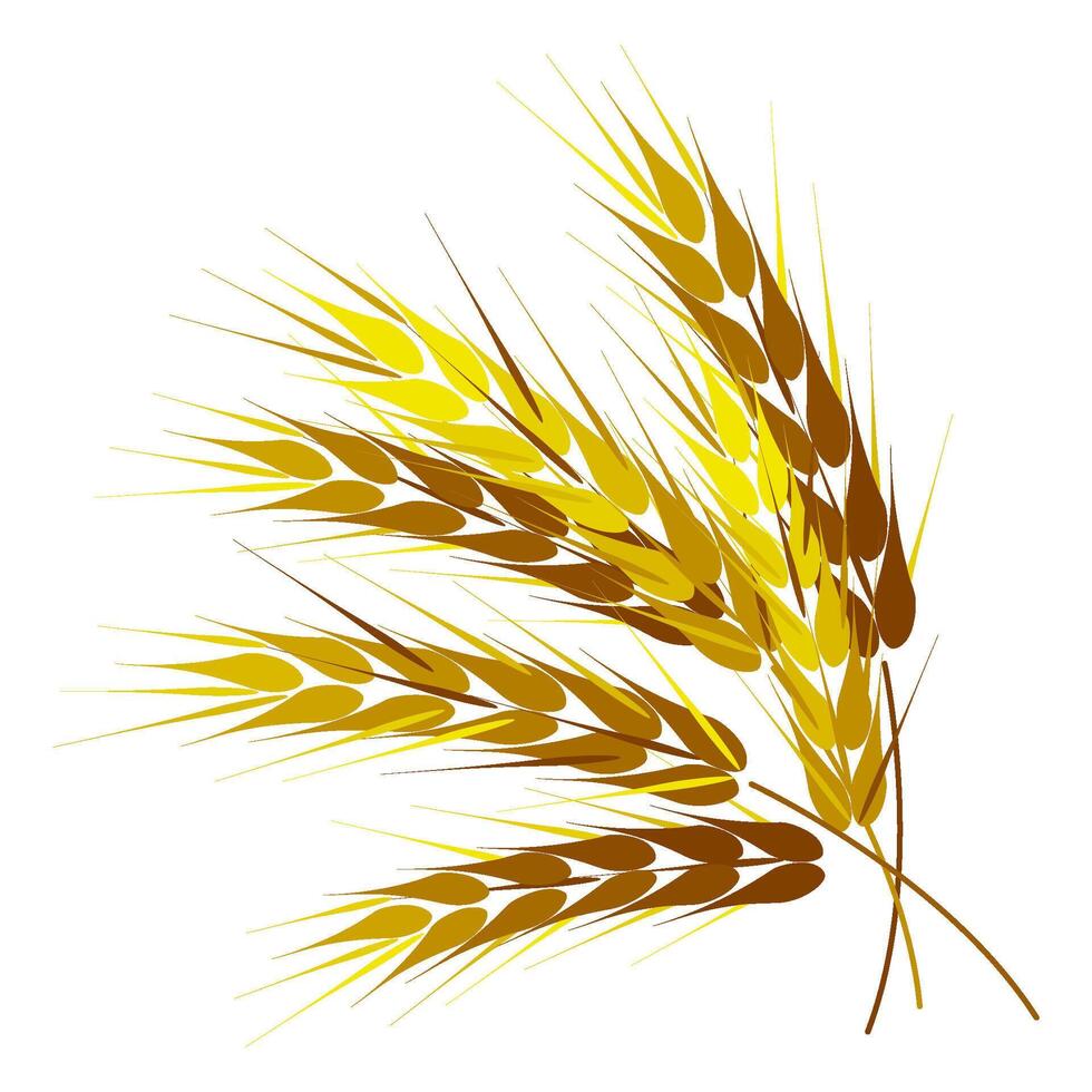 Golden wheat ears. Isolated on a white background vector