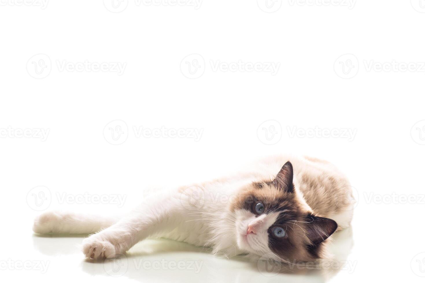 Pets. Beautiful young healthy Ragdoll cat on a white background. photo