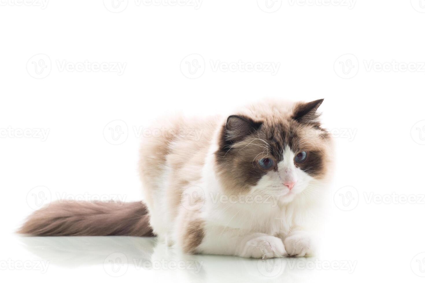 Beautiful Ragdoll cat with white and brown fur, isolated on white background photo