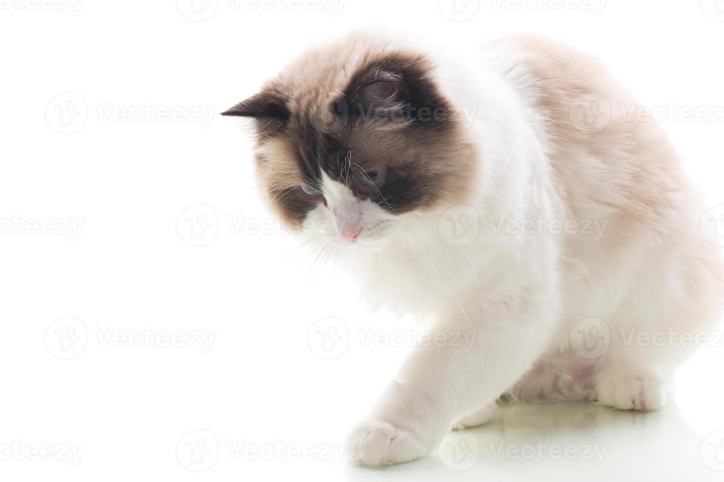 Domestic cat. Studio portrait of domestic Ragdoll cat, isolated on white background photo
