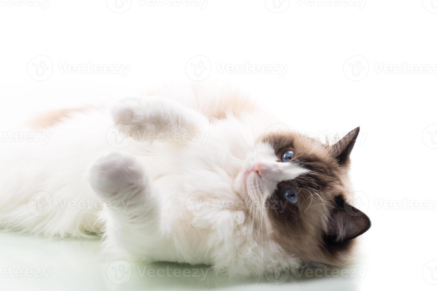 Blue eyed cat. Happy beautiful Ragdoll cat isolated on white background photo