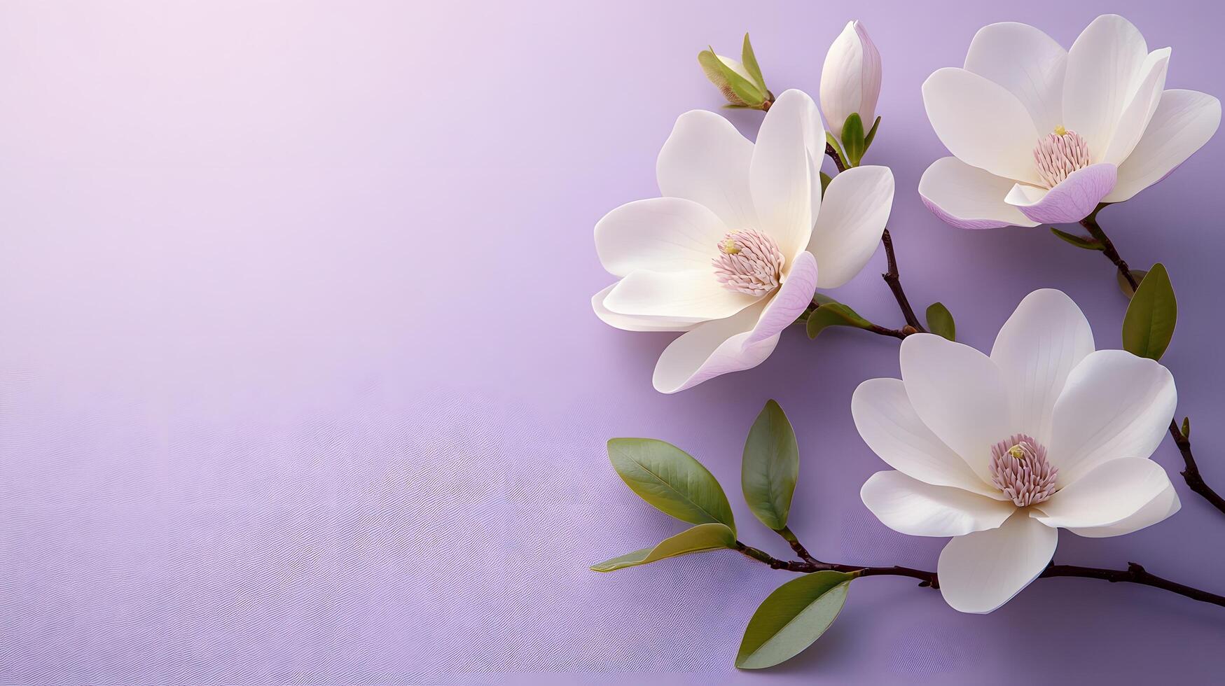 Elegant white magnolia flowers arranged on right side against light purple pastel background. Minimalist composition showcases delicate petals and green leaves in soft natural lighting. pure photo