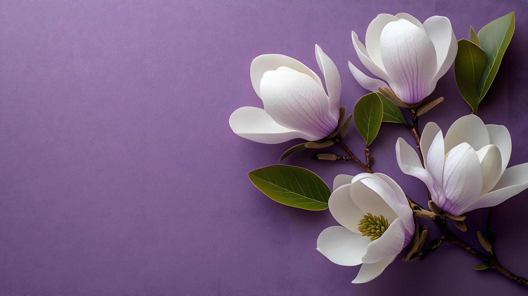 Elegant white magnolia flowers arranged on right side against light purple pastel background. Minimalist composition showcases delicate petals and green leaves in soft natural lighting. arranged photo